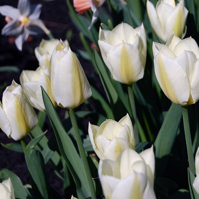 Voyez notre sélection de tulipes blanches chez Jardin2M