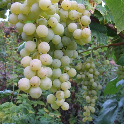 Voyez notre sélection de vignes à raisins en rabais - chez Jardin2M