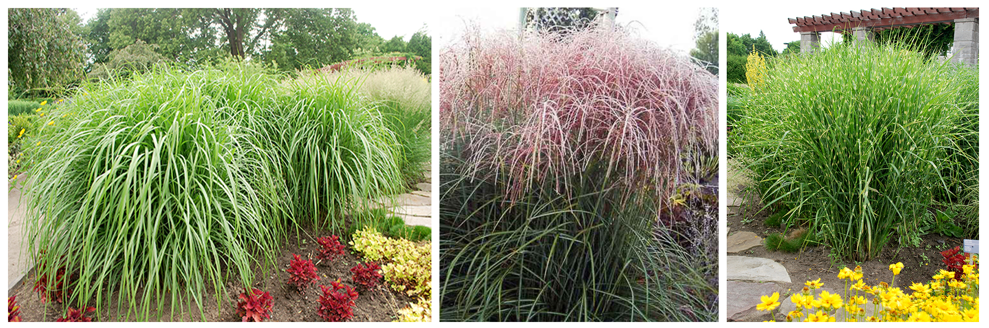 Miscanthus