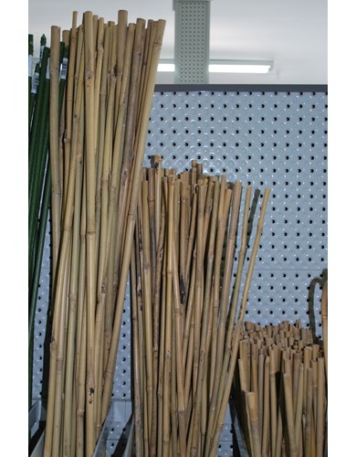 Tuteur en bamboo - 6 pieds