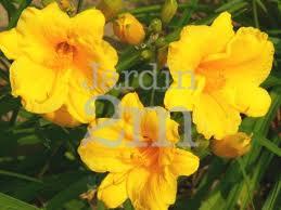 3X les jour Lily jaune Stella d'Oro Doro nain plante Hemerocallis sécheresse