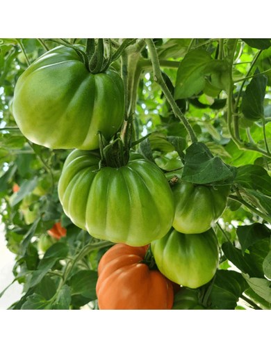 Tomate ancestrale paloma f1