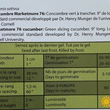 Concombre marketmore (bio) - Photo