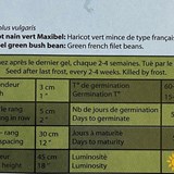 Haricot vert nain maxibel (bio - Photo