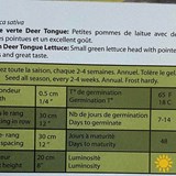 Laitue verte deer tongue (bio) - Photo