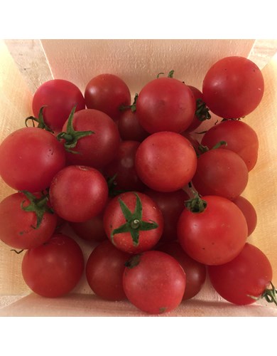 Tomate cerise peacevine (bio)