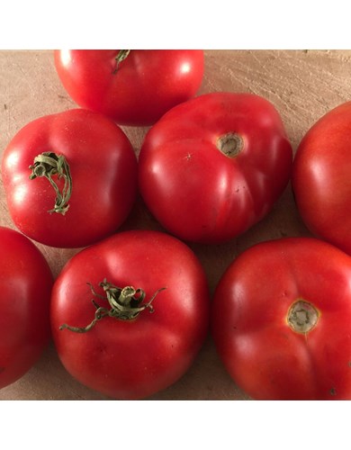 Tomate rouge quebec #13 (bio)