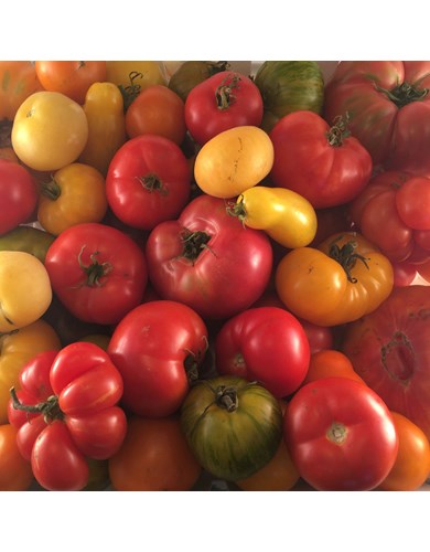 Toutes tomates tourne-sol(bio)