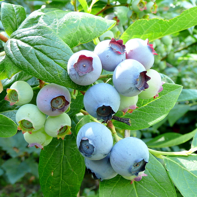 Bleuet Bluecrop - Bleuet / Blueberries - Nos végétaux - Jardin2m