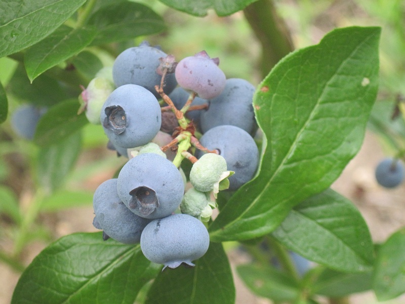 Bleuet Patriot - Bleuet / Blueberries - Nos végétaux - Jardin2m