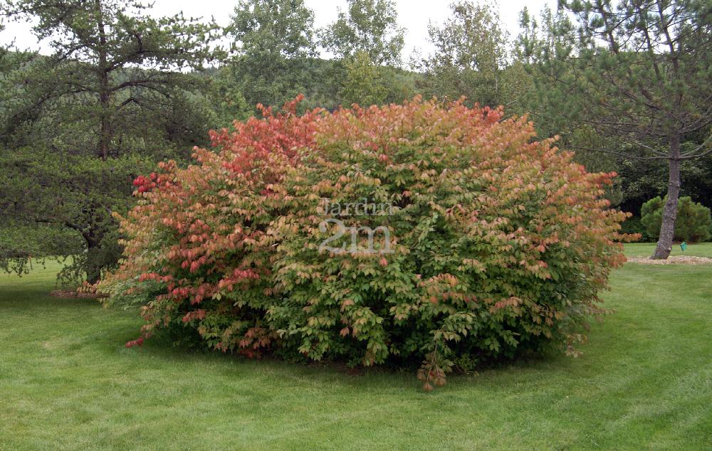 Euonymus alatus - Fusain aile / Burning Bush - Nos végétaux - Jardin2m