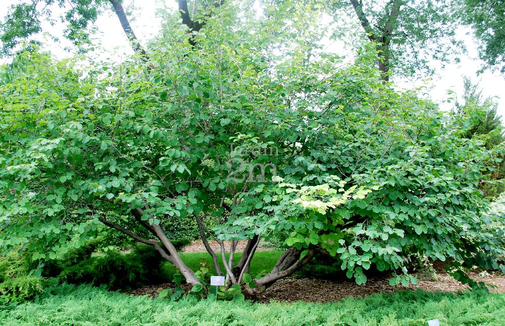 Hamamelis virginiana - Hamamelis de Virginie / Common Witchhazel - Nos  végétaux - Jardin2m