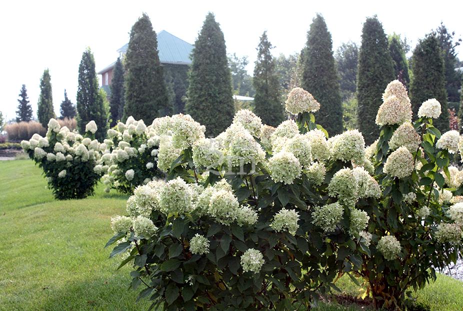 Hydrangea paniculata &amp;quot;Limelight&amp;quot; - Hydrangee Paniculee / Panicle Hydrangea - Nos végétaux - Jardin2m