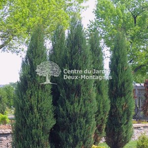 Juniperus scopulorum blue arrow