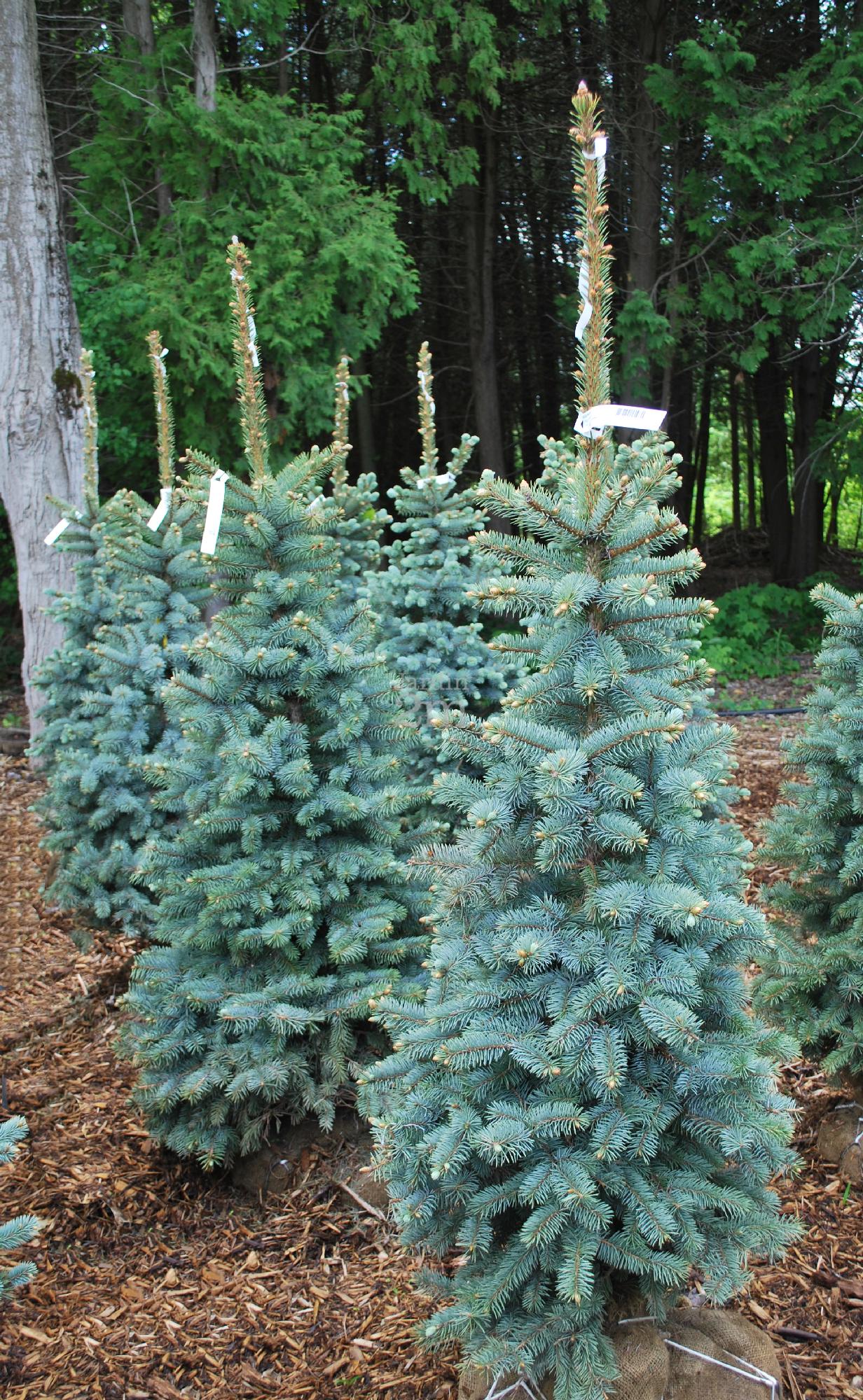 bryder ud hensigt Udelukke Picea pungens "Royal Knight" - Épinette Du Colorado / Colorado Spruce - Nos  végétaux - Jardin2m
