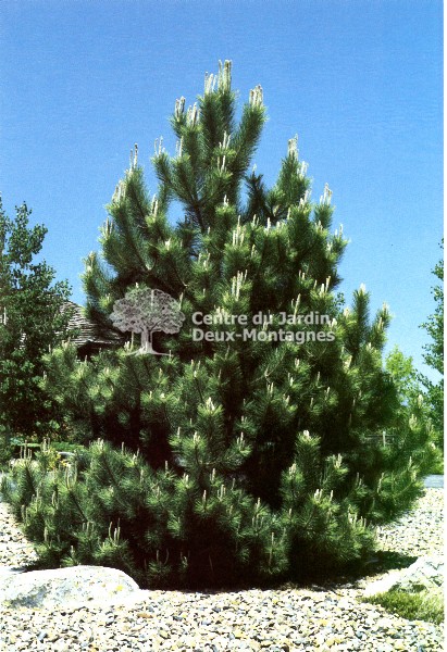 Pin noir d'Autriche Pinus nigra austriaca 