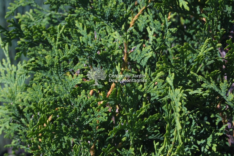 Thuya occidentalis "Brandon" - Cèdre / Arborvitae - Nos ...